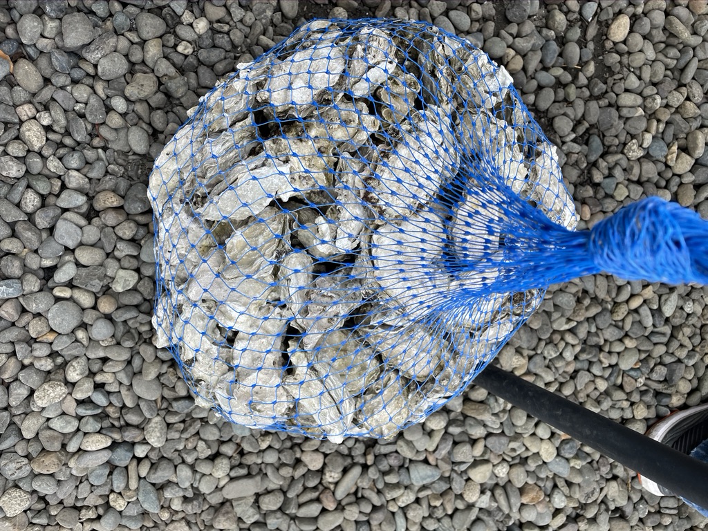 Fresh Oysters, Hood Canal
