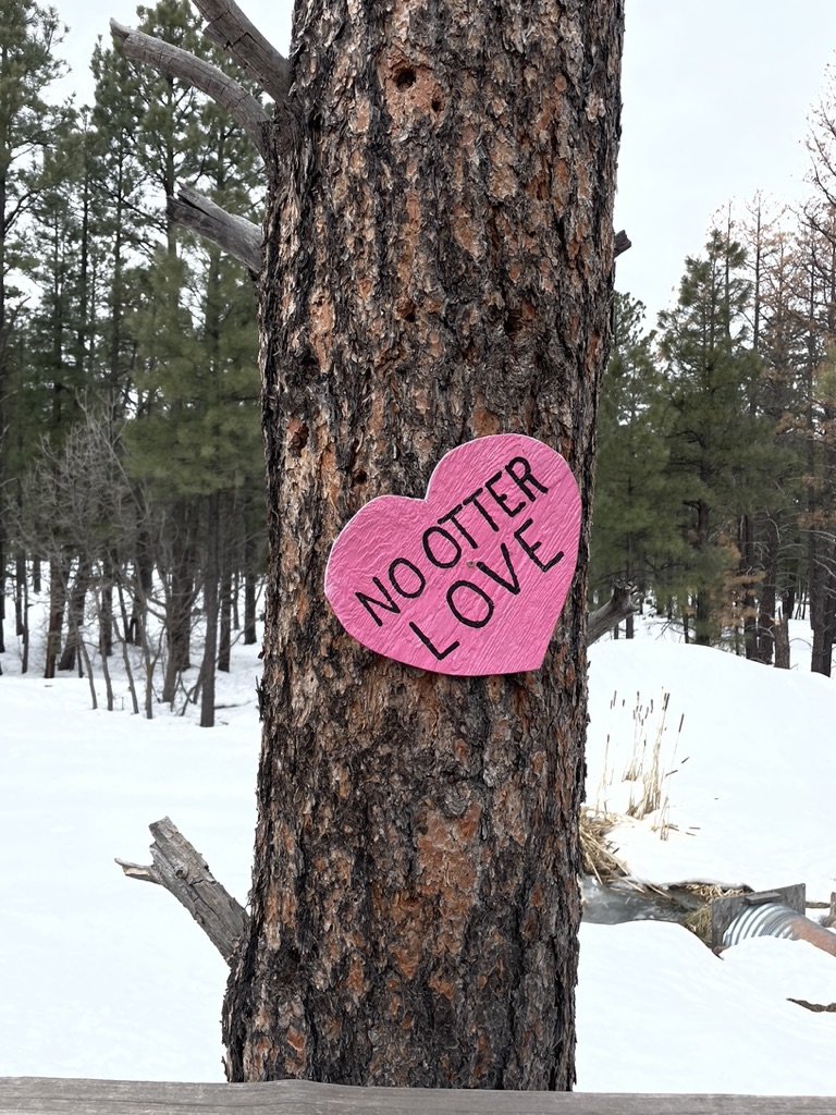 Bearizona on Valentine's Day-Route 66 Winslow to Williams Arizona