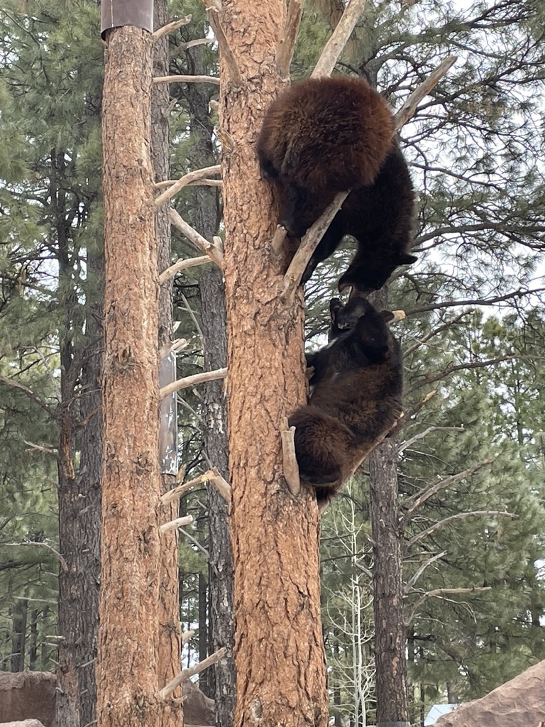 Bear cub playtime, Bearizona-Route 66 Winslow to Williams Arizona