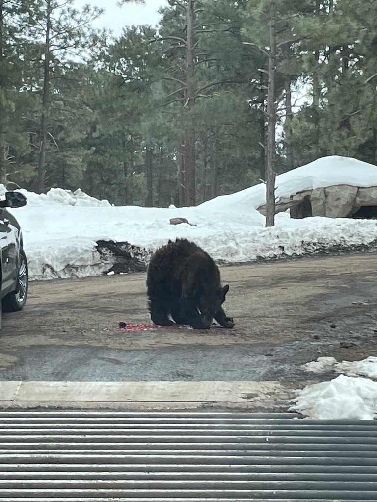 Bearizona Bears-Route 66 Winslow to Williams Arizona