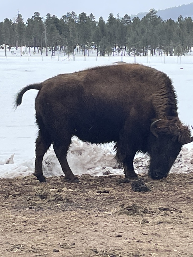 Buffalo @ Bearizona-Route 66 Winslow to Williams Arizona