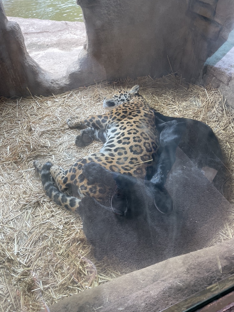 Leopard Spooning on Valentine's Day-Route 66 Winslow to Williams Arizona