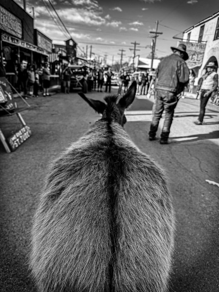 Oatman, AZ black & white donkey